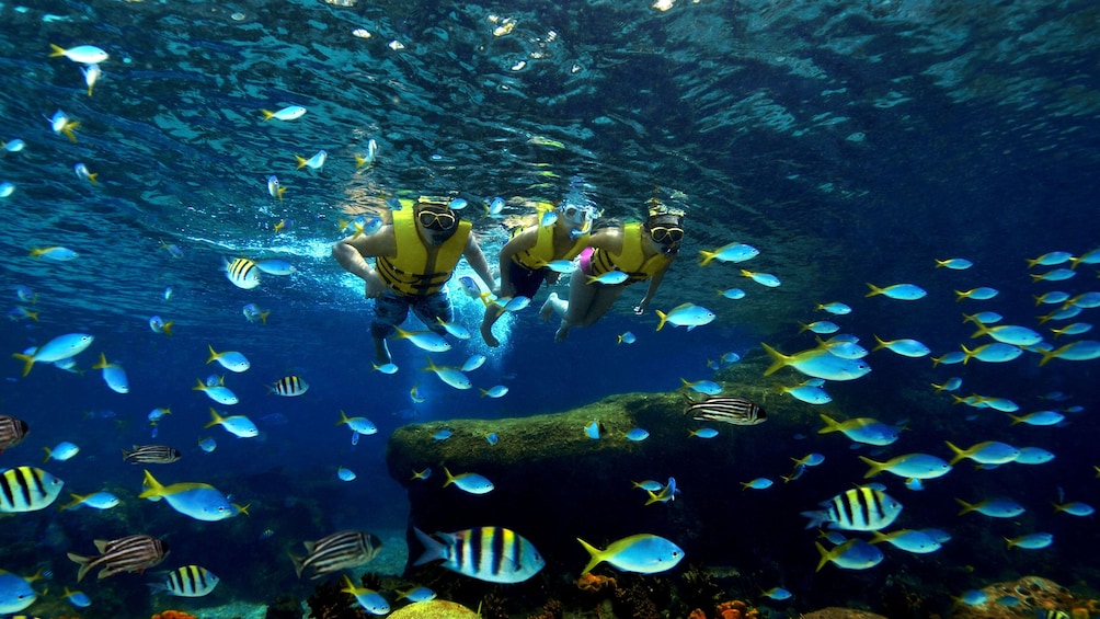 Three snorkelers with tropical fish at Adventure cove waterpark in Singapore