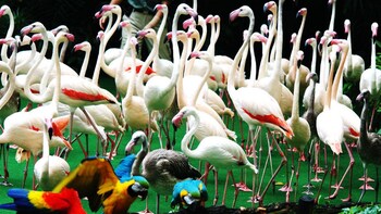 Jurong Bird Park Ticket With Transfer