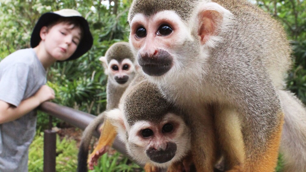 Three squirrel monkeys and a boy at the River Safari in Singapore 