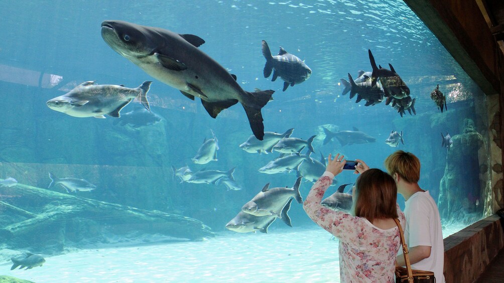 Couple taking photos of fish at the River Safari in Singapore 