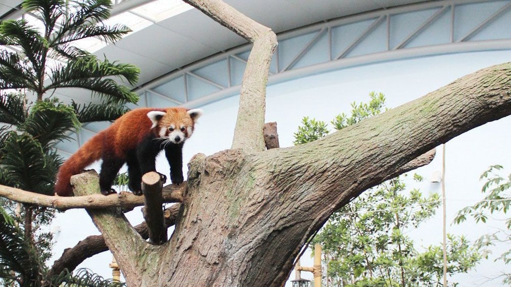 Red Panda in a tree at the River Safari in Singapore 