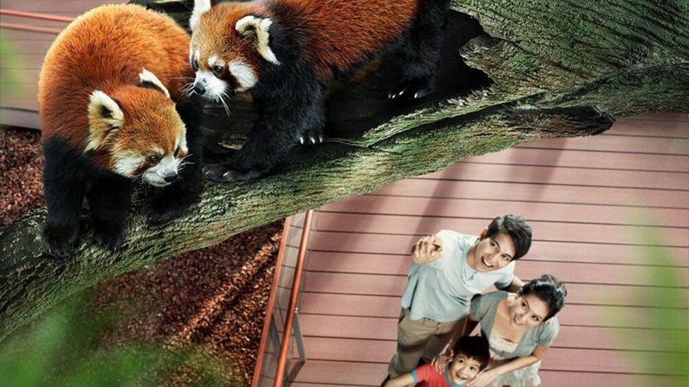 Aerial of two red pandas in a tree with family with young child looking up at them in Singapore