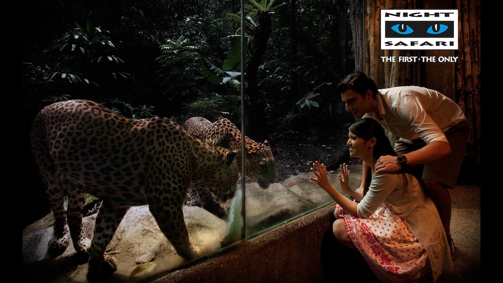 Couple looking at a couple of leopards near the glass at the Safari expedition tour in Singapore 