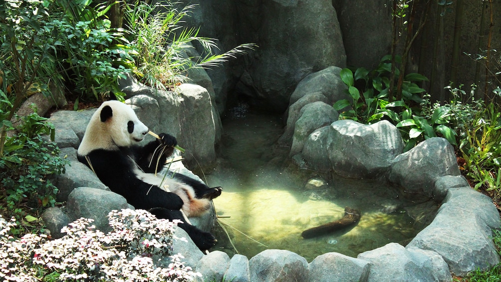 giant panda bear eating bamboo near water pool in their habitat at the safari expedition in singapore 