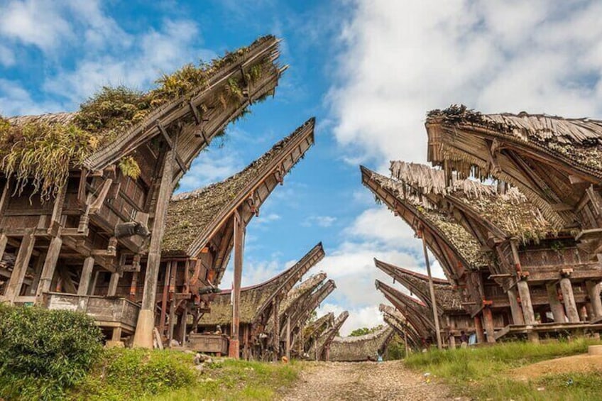pacébo tours Ltd. | Tour Package Toraja