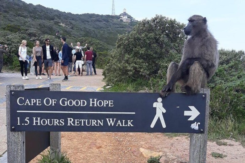 Cape point