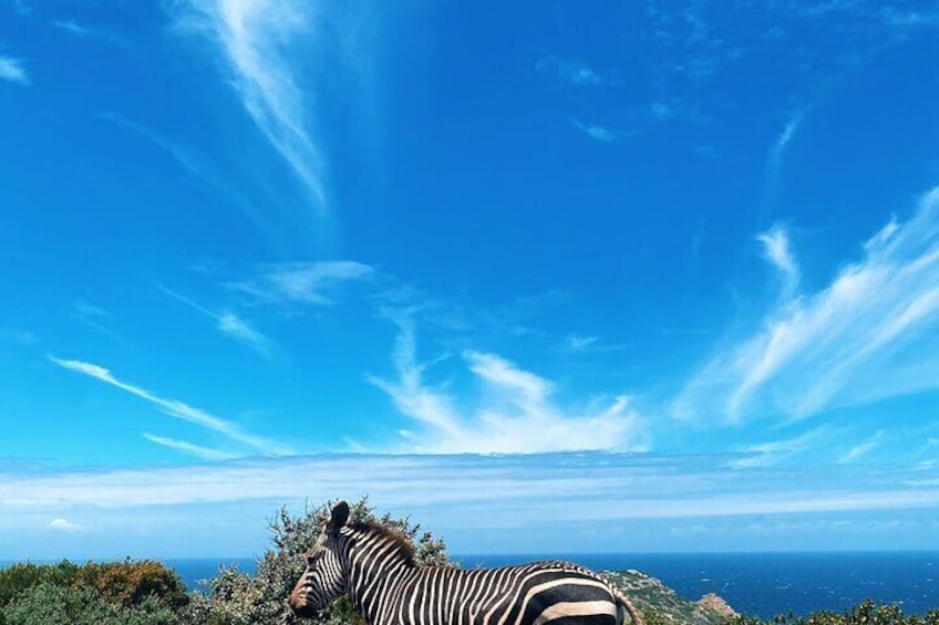 Cape Point, Boulder's Beach in Private Car
