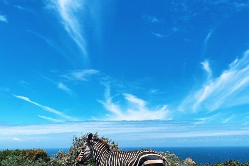 Cape Point, Boulder's Beach in Private Car