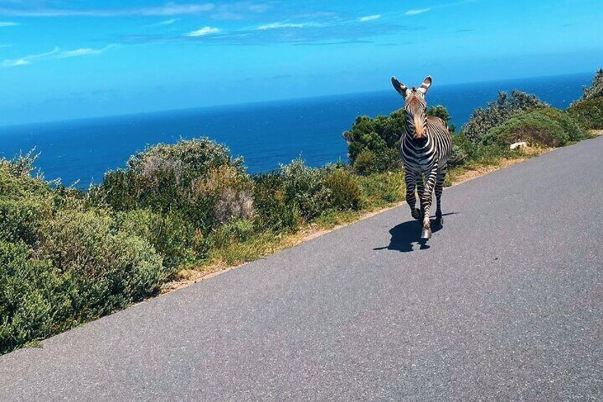 Cape Point, Boulder's Beach in Private Car