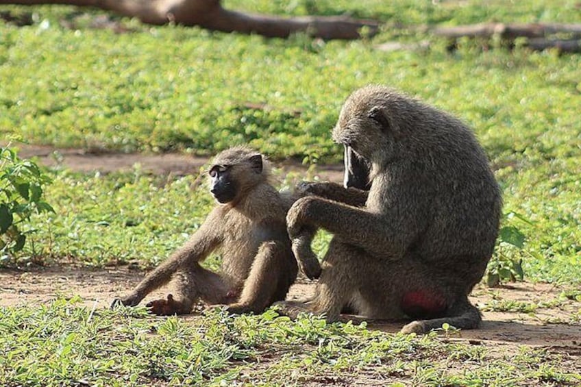 Baboon family at Mole National Park