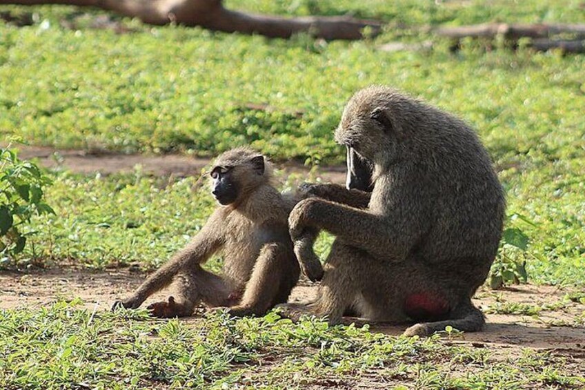 Baboon family at Mole National Park