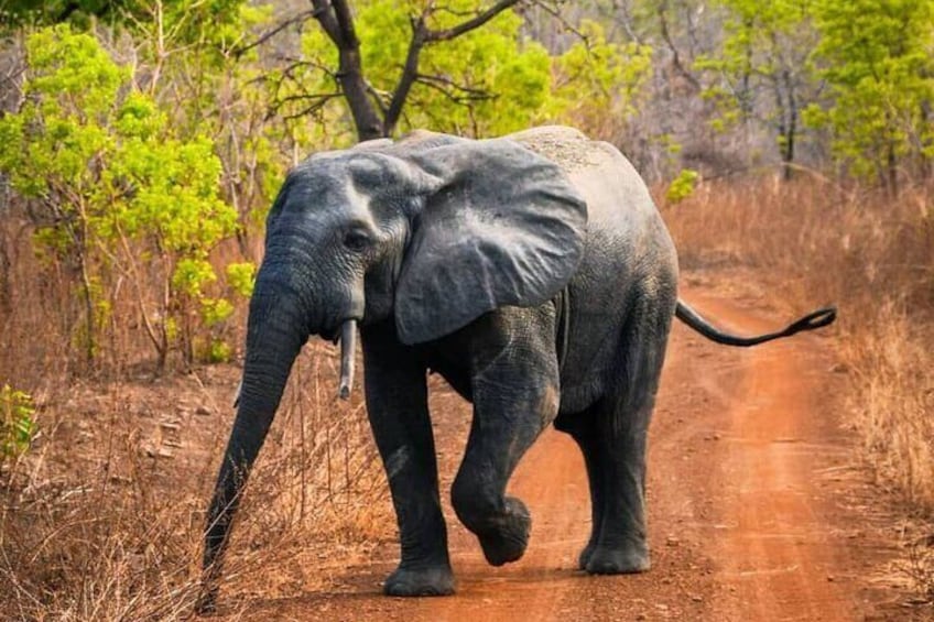 Sunrise Elephant Safari Adventure - Mole National Park