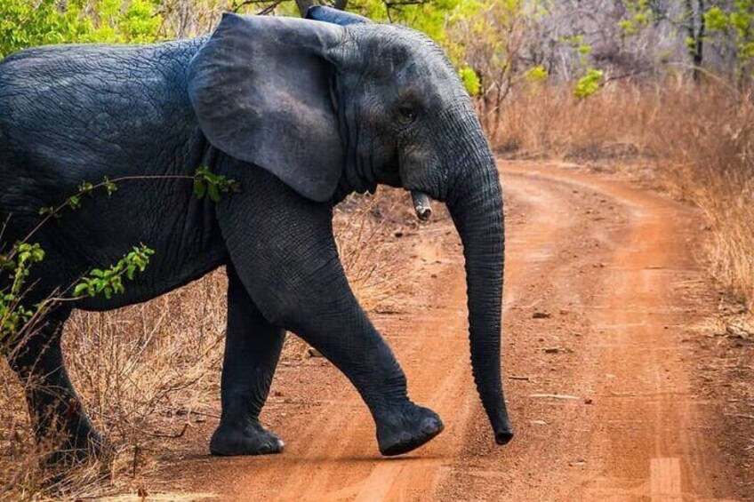 Sunrise Elephant Safari Adventure - Mole National Park