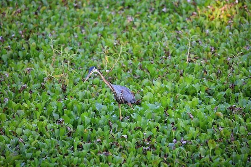 Anawilundawa wetland sanctuary