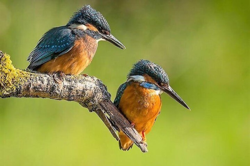 Day Tour to Anawilundawa Wetland Sanctuary