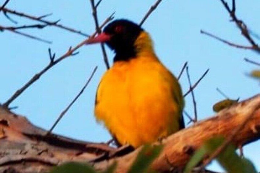 At Anawilundawa bird sanctuary