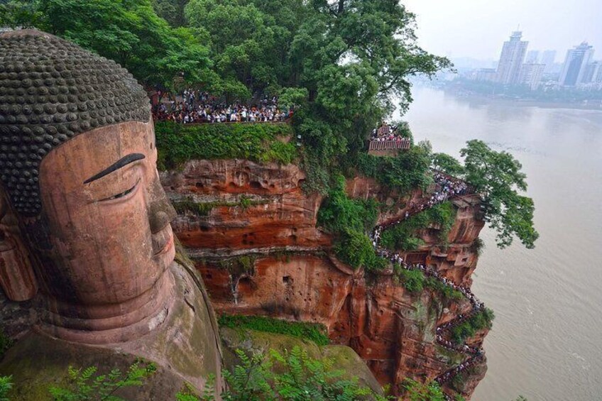 1 day Giant Panda & Leshan Buddha Mini Group tour