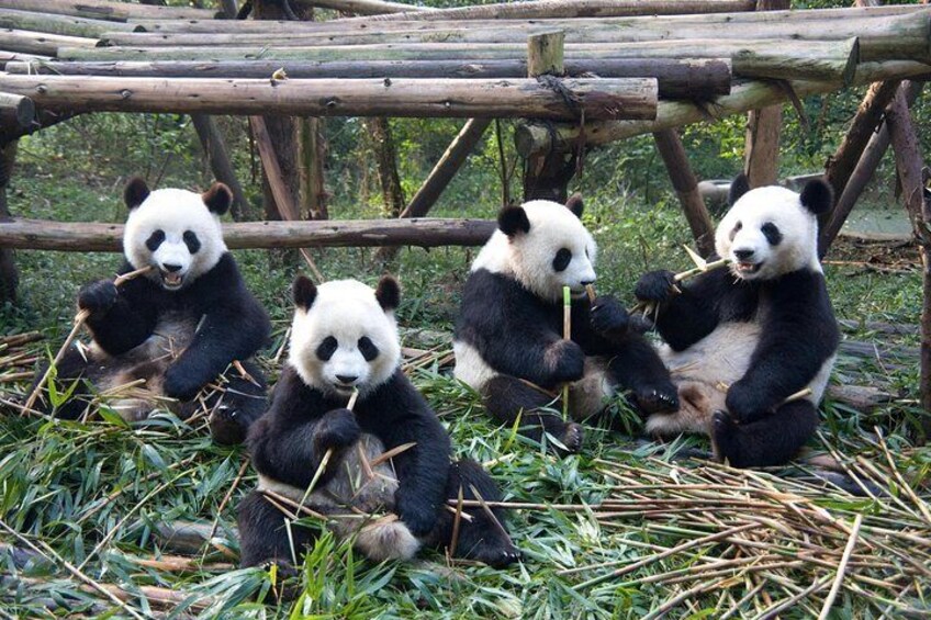 1 day Giant Panda & Leshan Buddha Mini Group tour