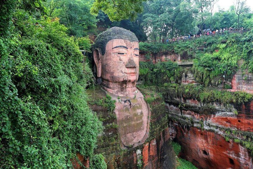 1 day Giant Panda & Leshan Buddha Mini Group tour