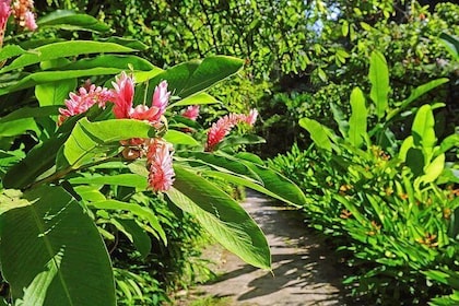 St. Lucia Botanical Gardens and Waterfall Tour