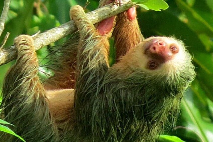 Two toed Sloth