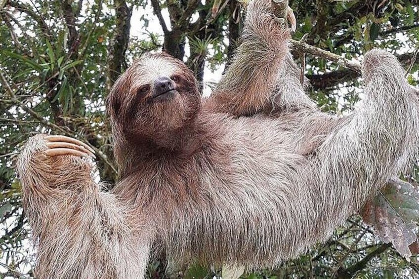 Three toed Sloth