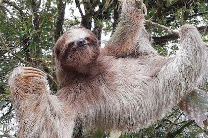 Sloth Tour in La Fortuna