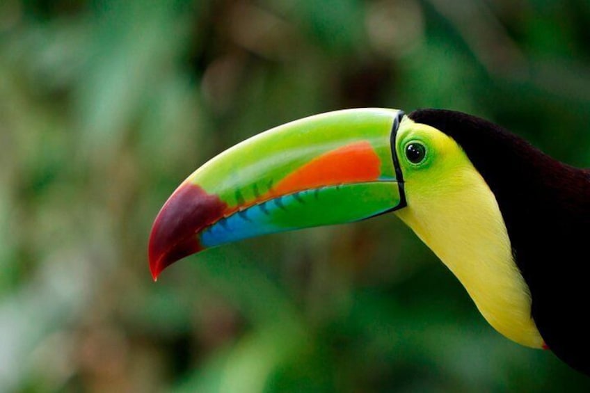 Toucan