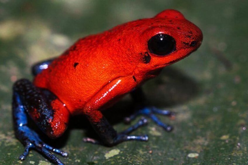 Strawberry poison dart frog