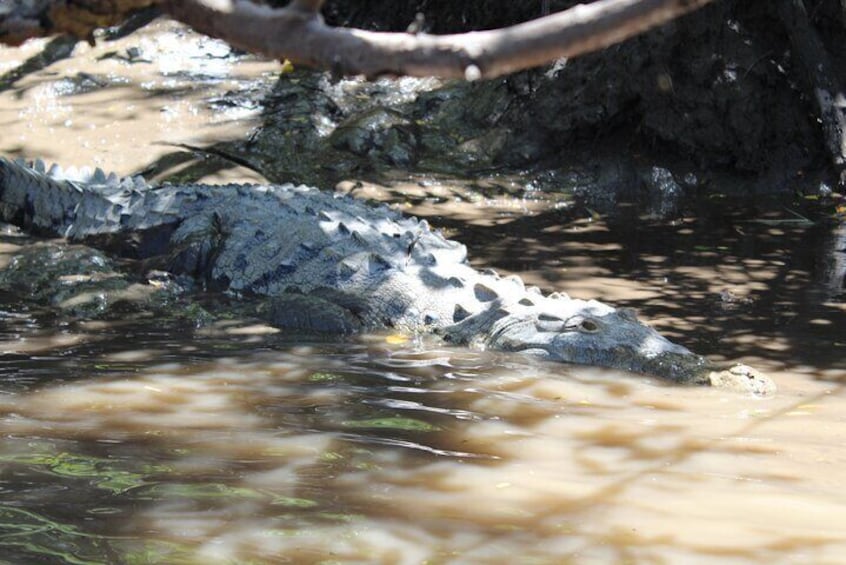 Jungle Cruise at Palo Verde National Park