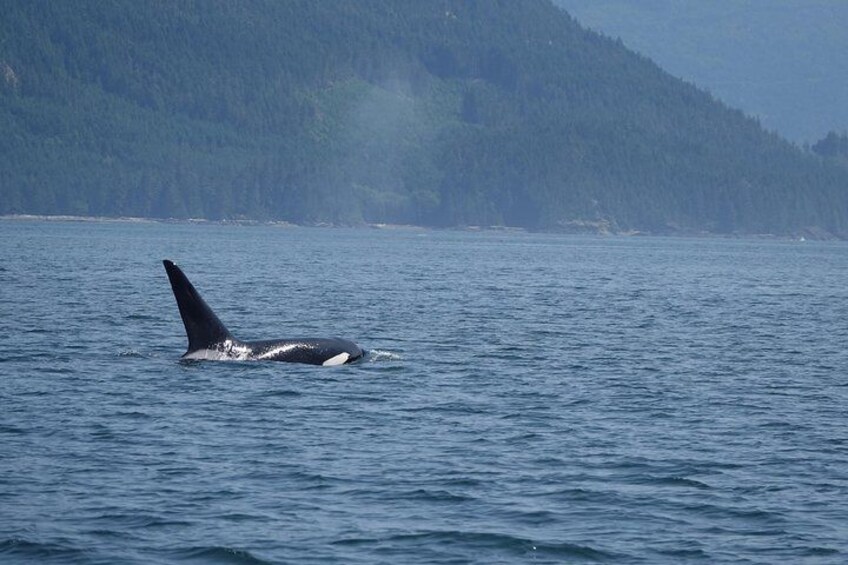 4 hour Zodiac Whale and Wildlife Tour