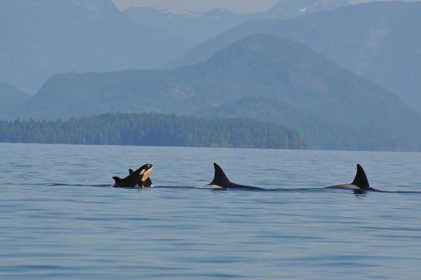 6 hour Zodiac Whale Watching Tour