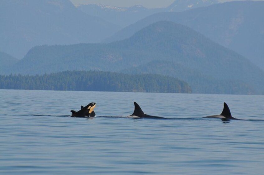 6 hour Zodiac Whale Watching Tour