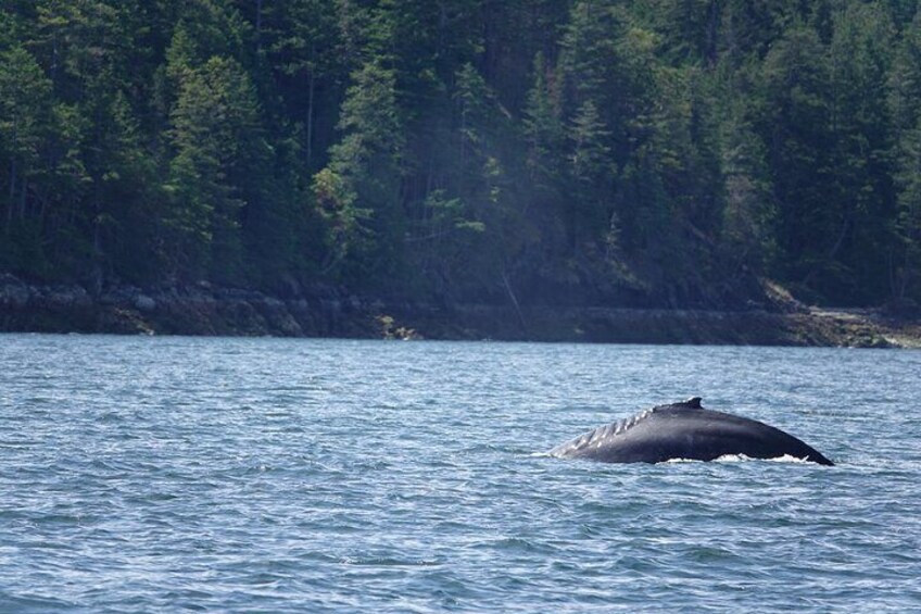 6 hour Zodiac Whale Watching Tour