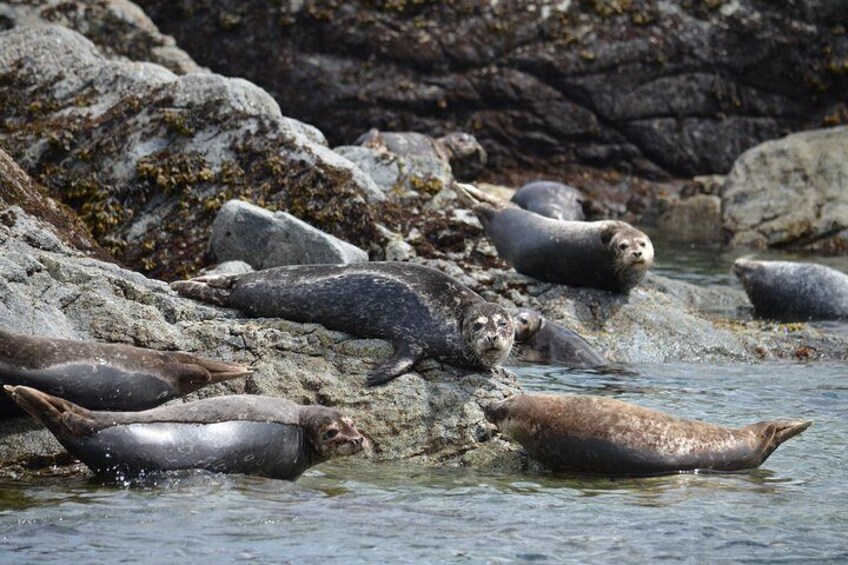 6 hour Zodiac Whale Watching Tour