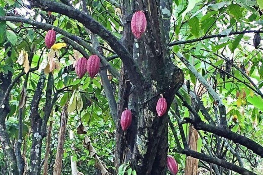 Cocoa Tree