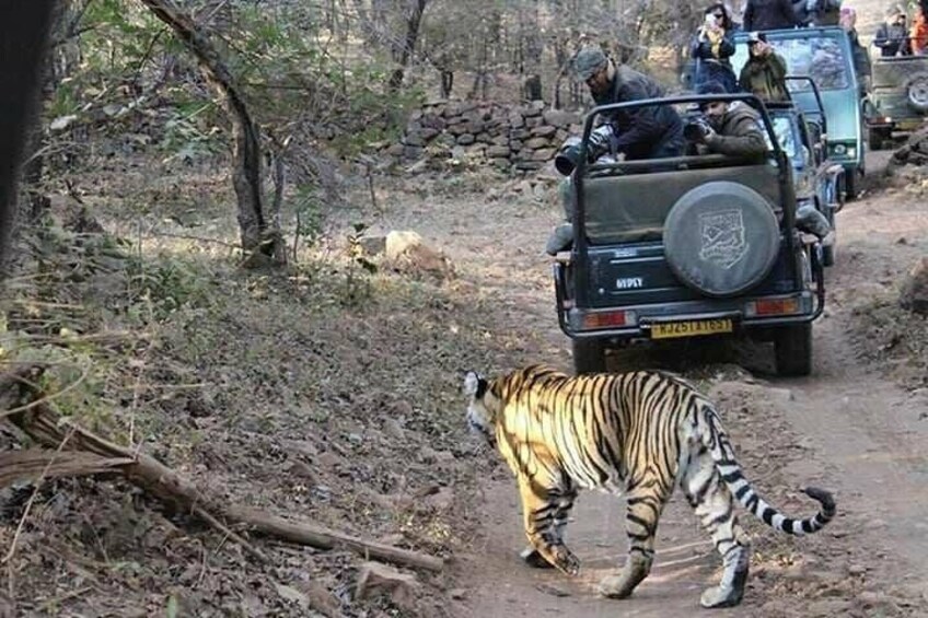 RANTHAMBORE NATIONAL PARK (3 Nights /4 Days)