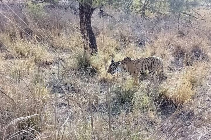 RANTHAMBORE NATIONAL PARK (3 Nights /4 Days)