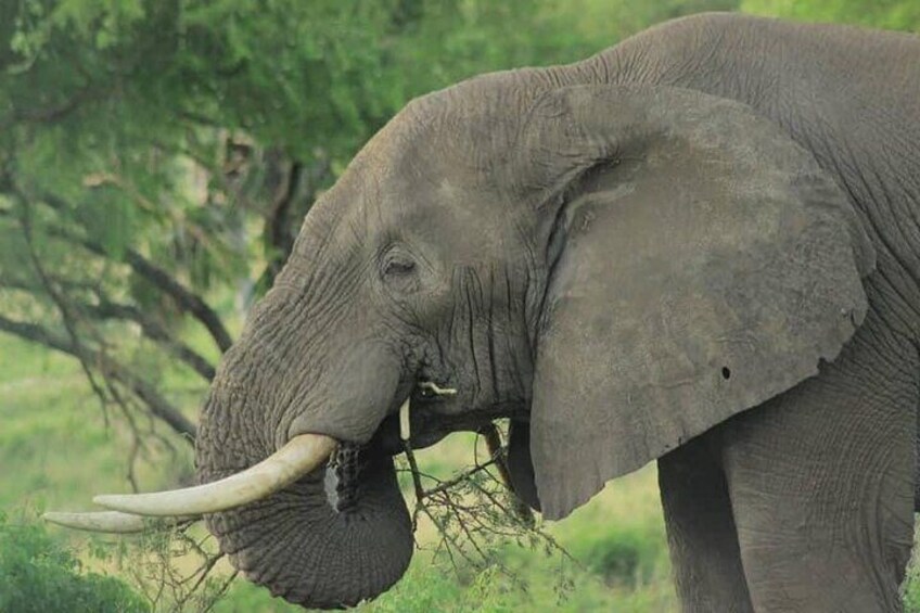 16 Days Uganda Wildlife Safari Holiday
