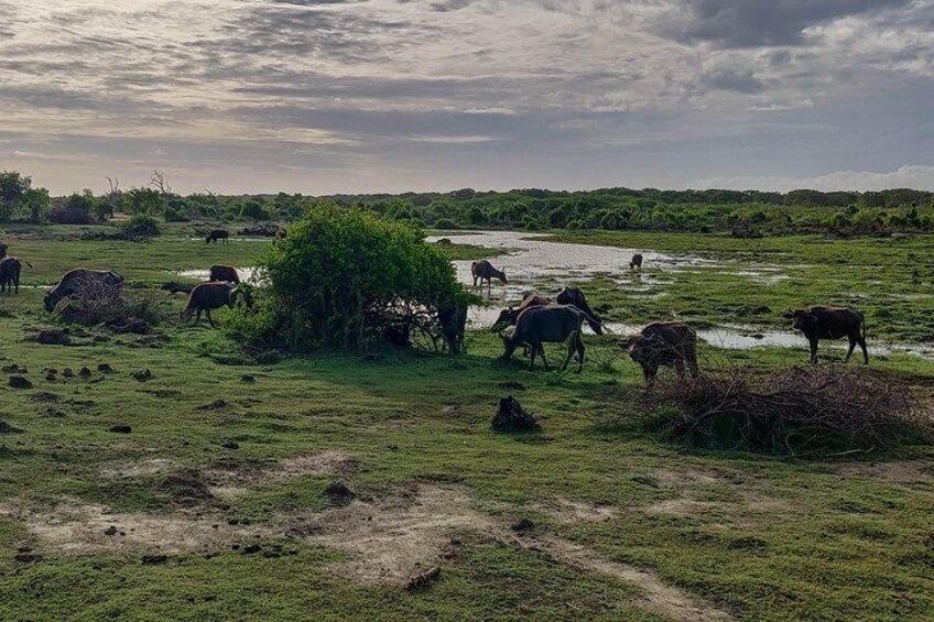 bundala national park