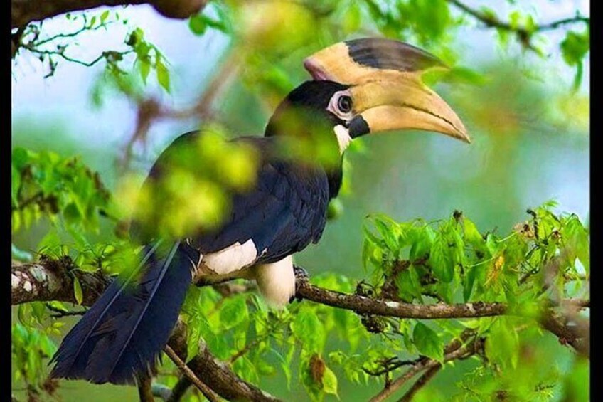 Bundala National Park Private Safari