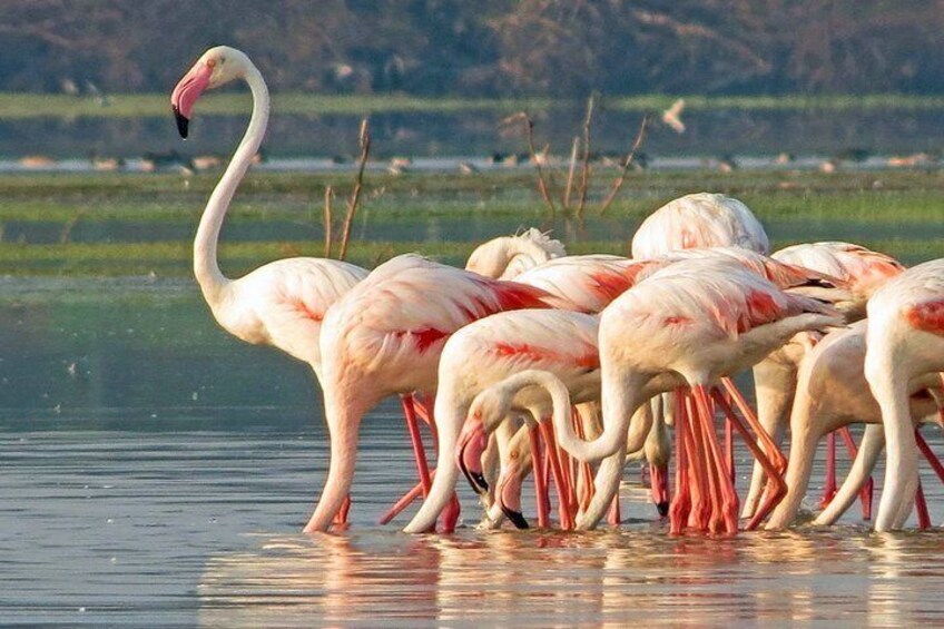 Bundala National Park Private Safari
