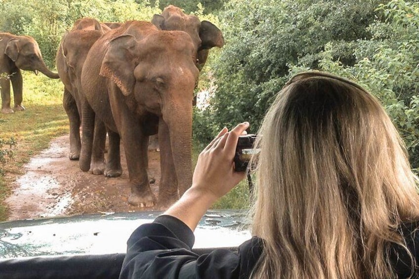 Minneriya National Park Private Safari