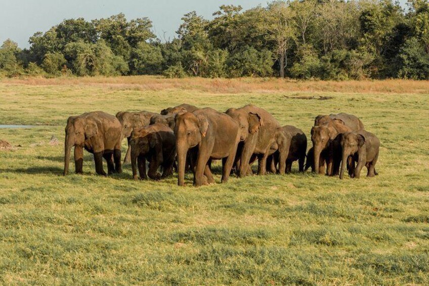 Minneriya National Park Private Safari