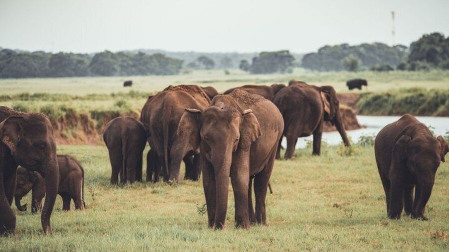 Minneriya National Park Private Safari