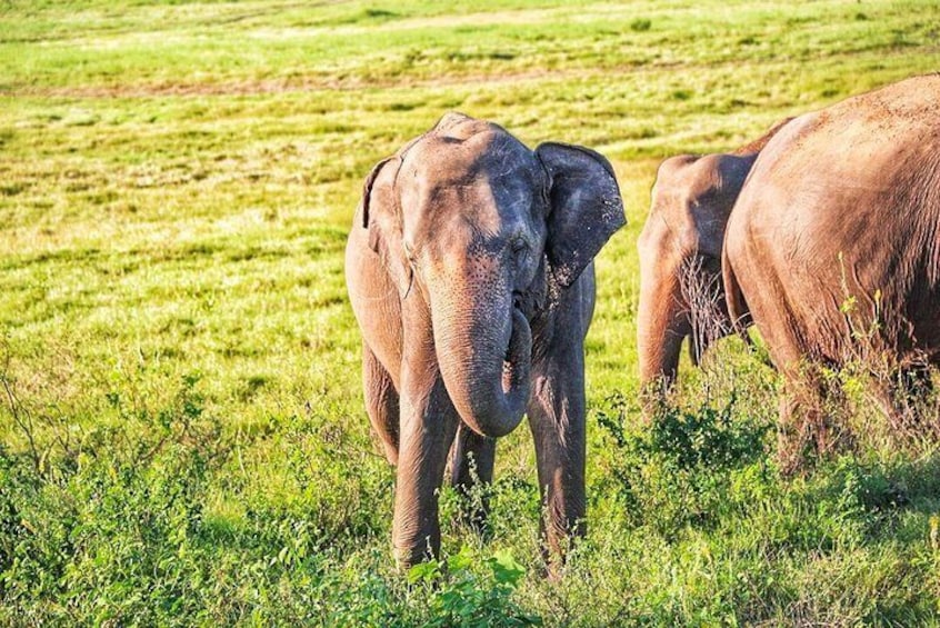 Hurulu Eco Park Private Safari