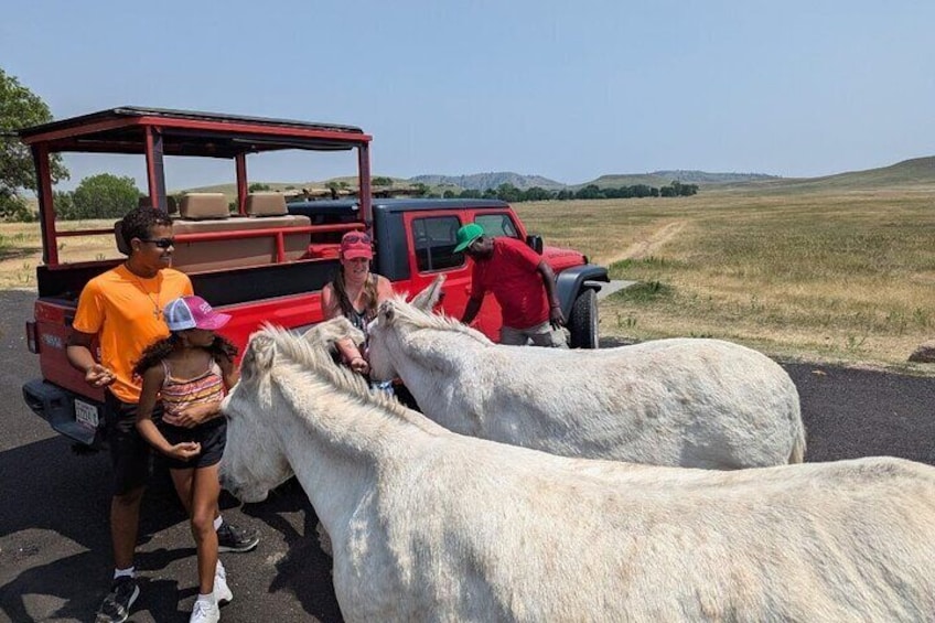 JEEP Bison Safari - Half Day to Custer State Park - Public