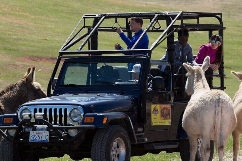 JEEP Bison Safari - Half Day to Custer State Park - Public