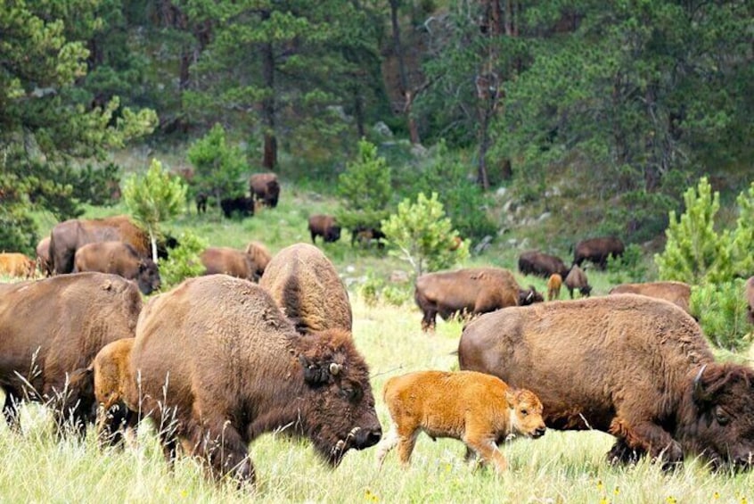 JEEP Bison Safari - Half Day to Custer State Park - Public
