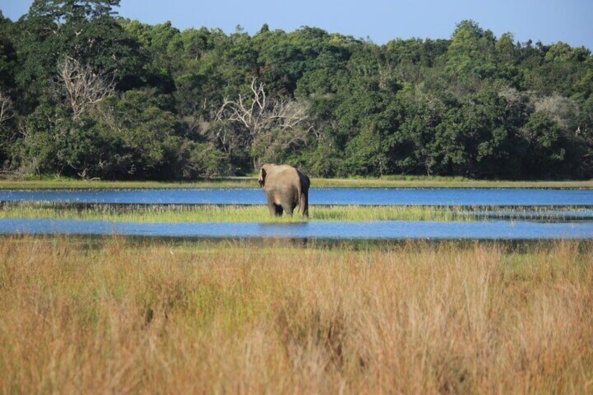 Elephant Safari